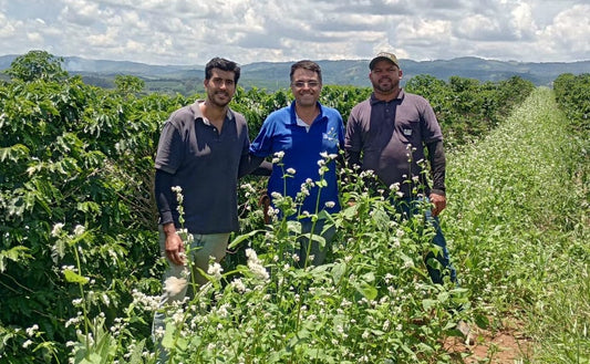 Regenerative agriculture - 3 men standing behind a green bush. Coffee trees and cloudy sky in the background