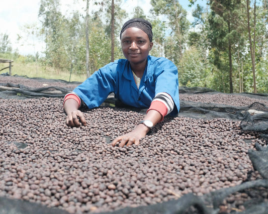 Koffieboer houdt koffiebonen vast bij het droogstation - Direct trade koffiebonen