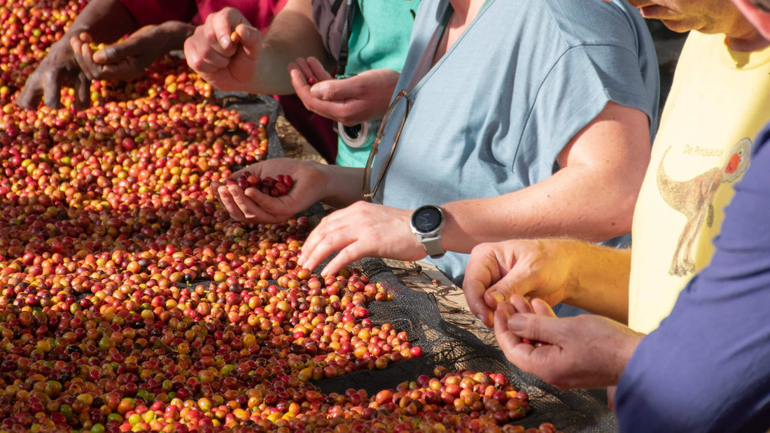 Koffieboeren en Wakuli-medewerkers sorteren samen koffiebessen - Fair Trade vs Direct Trade koffie