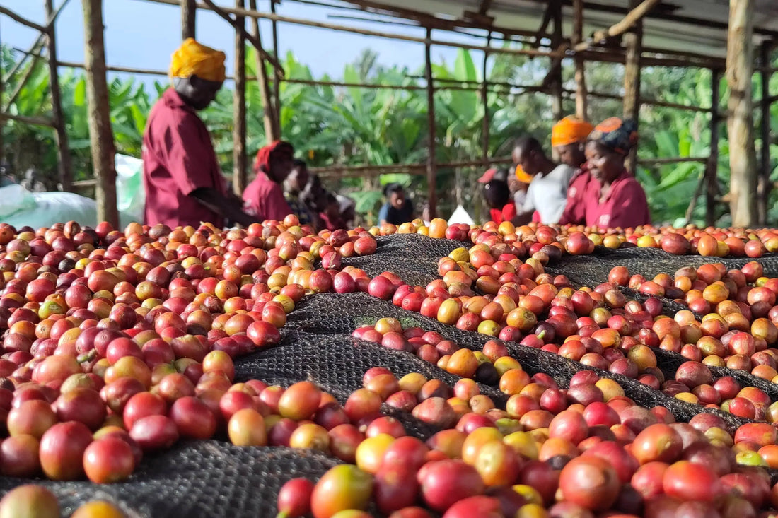 Koffieboeren soorten koffiecherries - Direct trade koffie