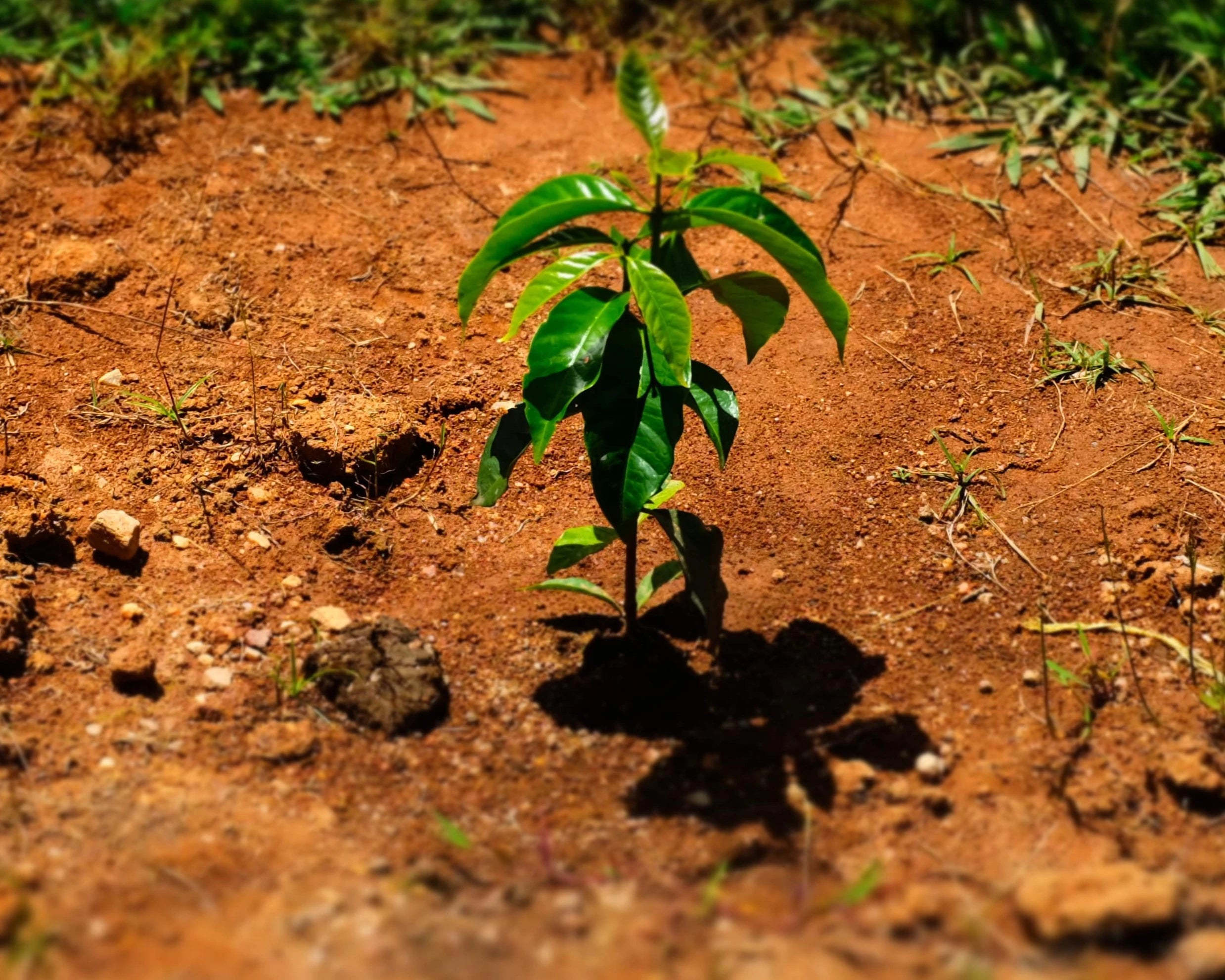 Duurzame koffiecups - Koffieplant groeit uit de droge grond