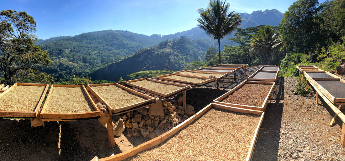 Origin: Timor Leste | Wakuli Specialty Coffee – Wakuli Coffee